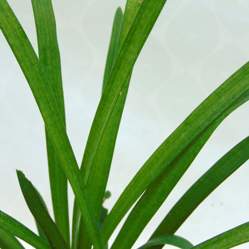 Liriope muscari Monroe White - Leliegras (Foliage)
