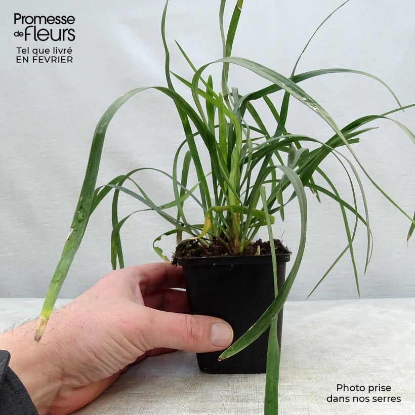 Example of Liriope muscari Monroe White  Kweekpotje van 8/9 cm as you get in hiver