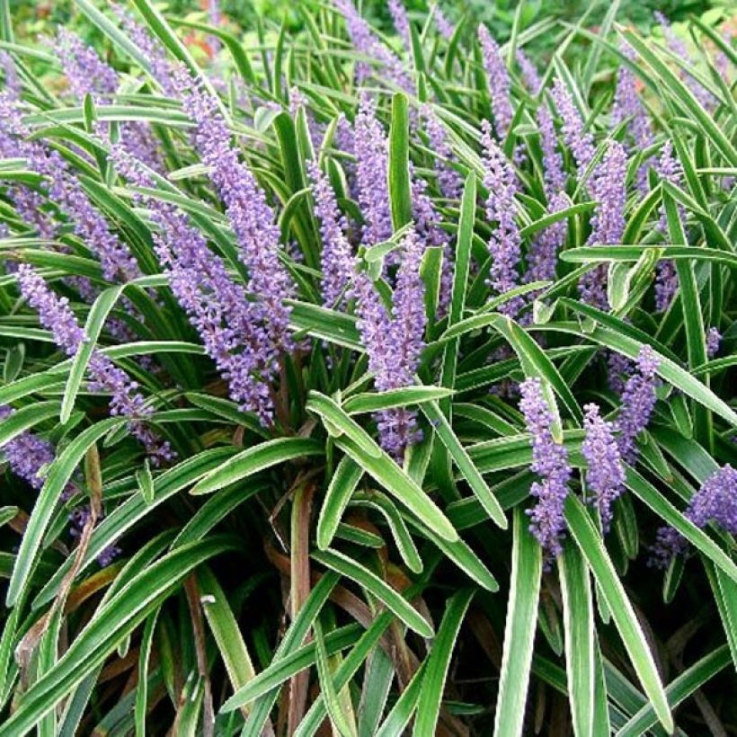 Liriope muscari Variegata - Leliegras (Flowering)