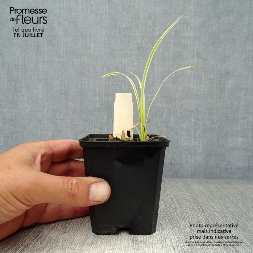 Exemplaar van Liriope muscari Variegata - Leliegras Kweekpotje van 8/9 cm zoals geleverd in de zomer