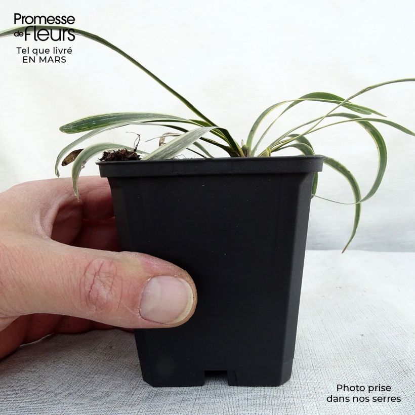 Example of Liriope muscari Variegata Kweekpotje van 8/9 cm as you get in hiver