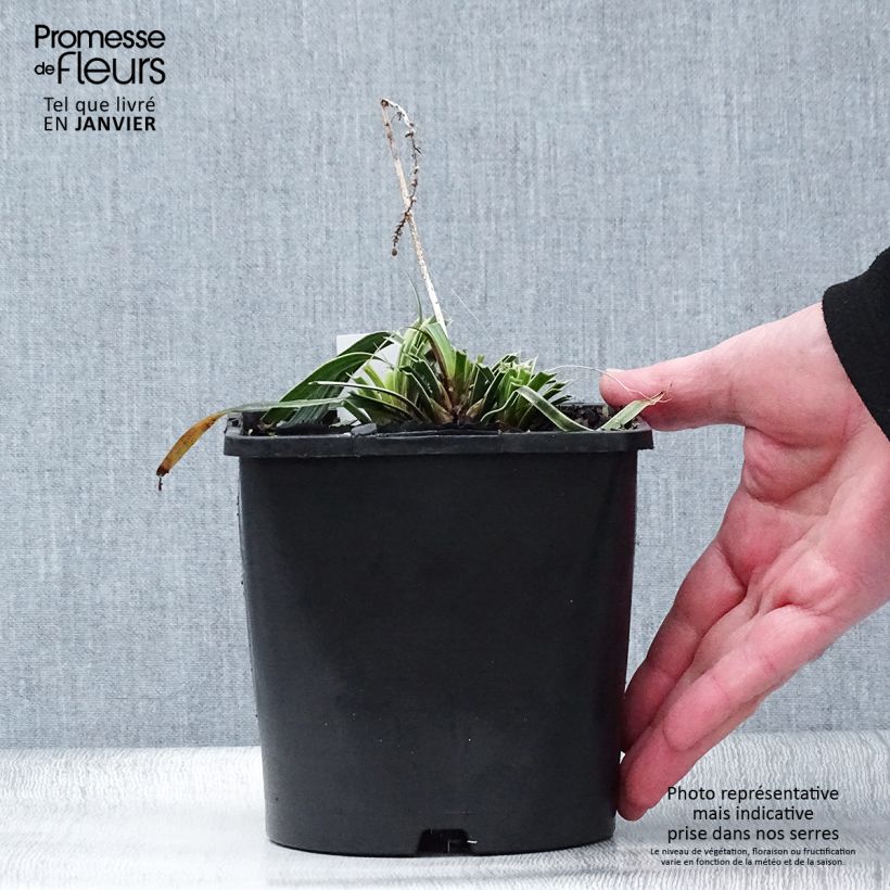 Example of Liriope muscari Variegata Pot van 2 l/3 l as you get in hiver