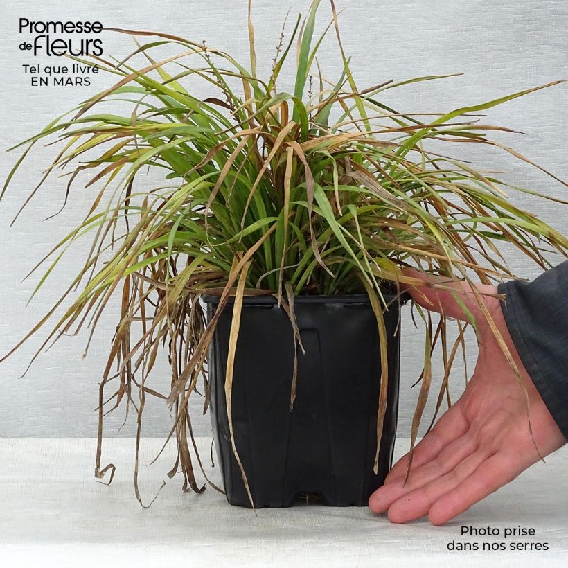 Exemplaar van Liriope muscari - Leliegras Pot van 2 l/3 l zoals geleverd in de lente