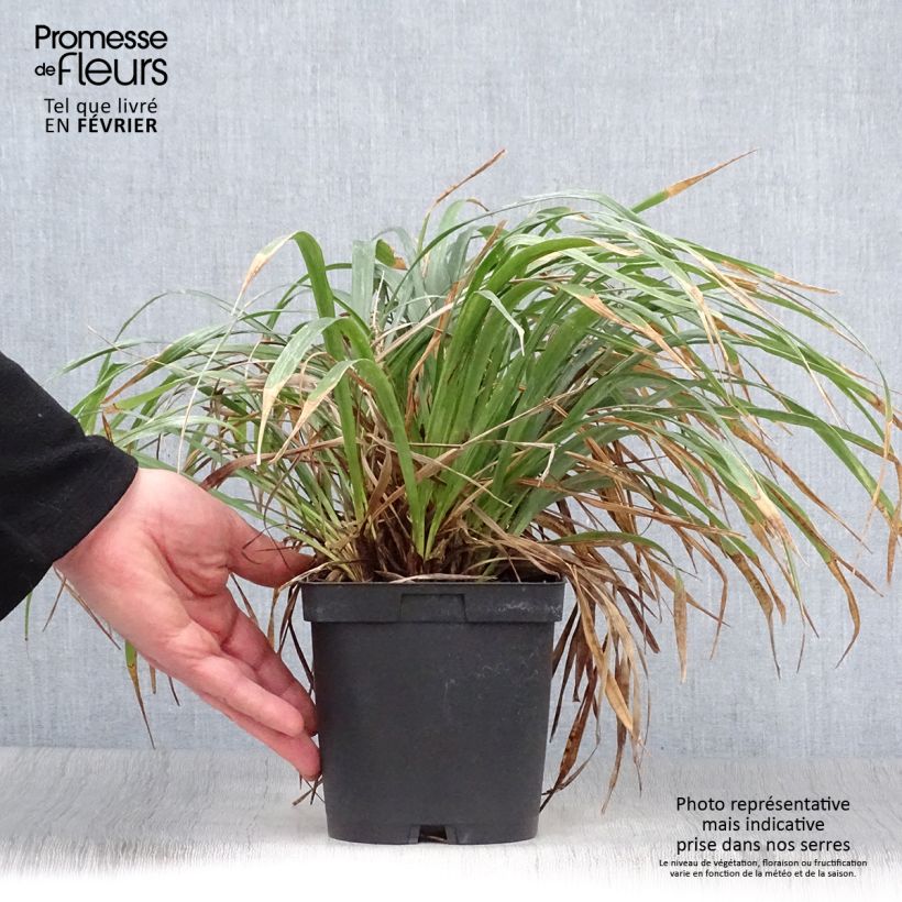 Example of Liriope muscari Pot van 2 l/3 l as you get in hiver