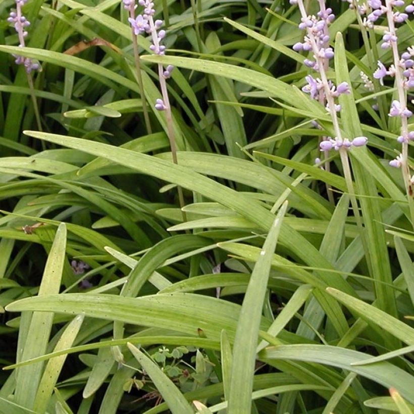 Liriope spicata - Leliegras (Foliage)