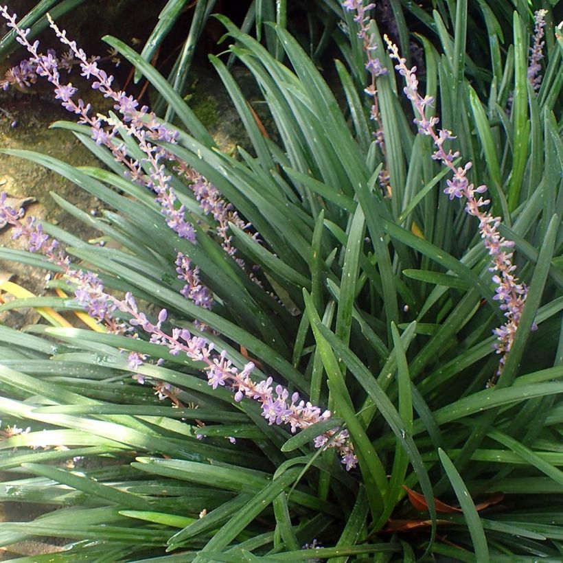 Liriope spicata - Leliegras (Plant habit)