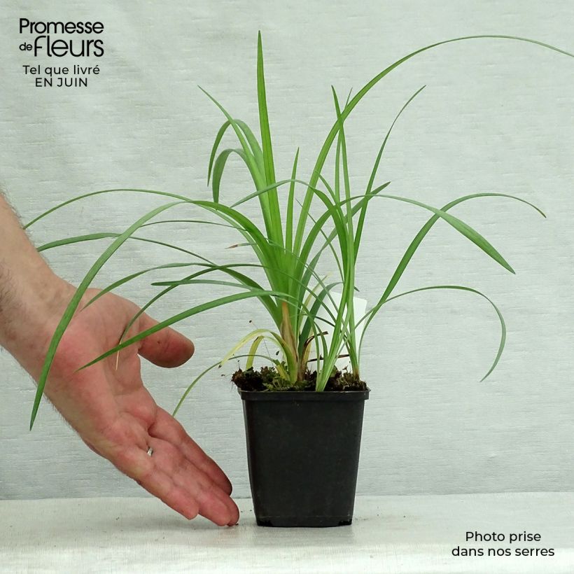 Exemplaar van Liriope spicata - Leliegras Kweekpotje van 8/9 cm zoals geleverd in de zomer