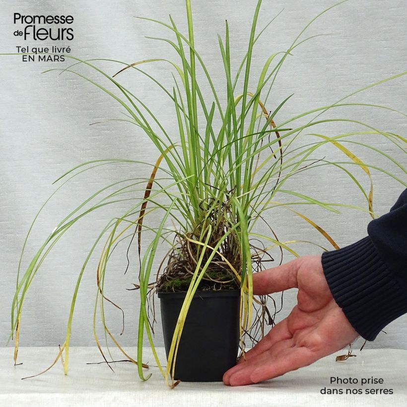 Exemplaar van Liriope spicata - Leliegras Kweekpotje van 8/9 cm zoals geleverd in de lente