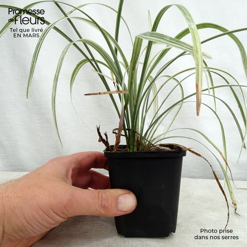 Exemplaar van Liriope spicata Silver Dragon - Leliegras Kweekpotje van 8/9 cm zoals geleverd in de lente