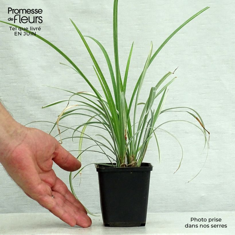 Exemplaar van Liriope spicata Silver Dragon - Leliegras Kweekpotje van 8/9 cm zoals geleverd in de zomer