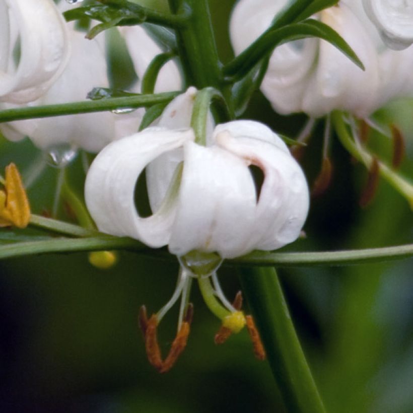 Lilium martagon var. album - Turkse lelie (Bloei)