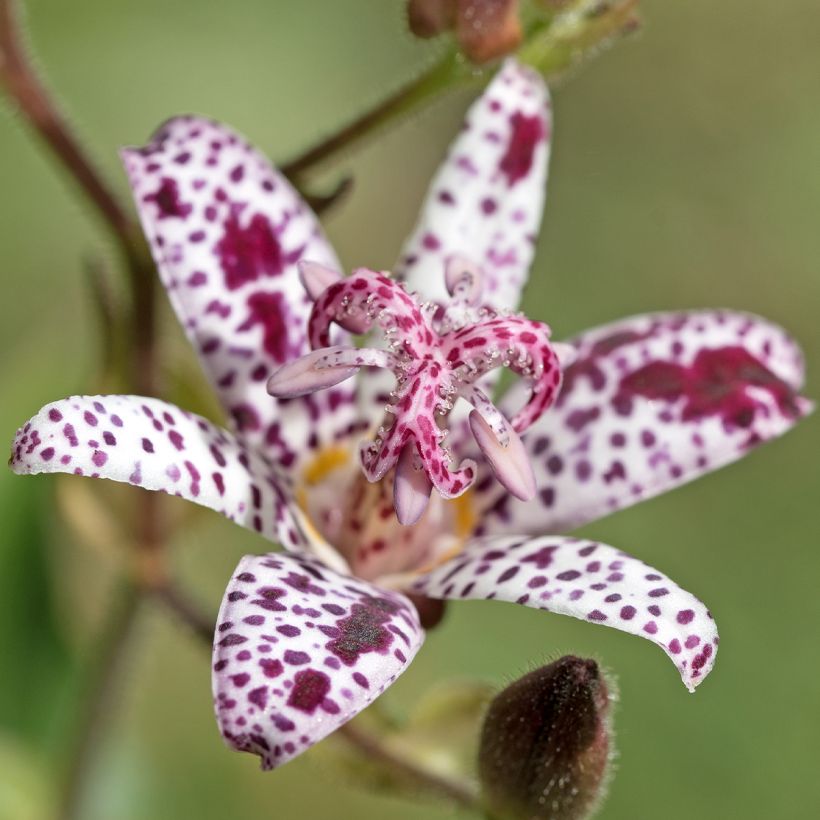 Tricyrtis hirta Albomarginata - Paddenlelie (Bloei)
