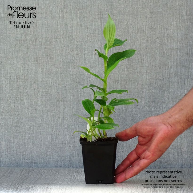 Exemplaar van Tricyrtis hirta - Paddenlelie Kweekpotje van 8/9 cm zoals geleverd in de zomer