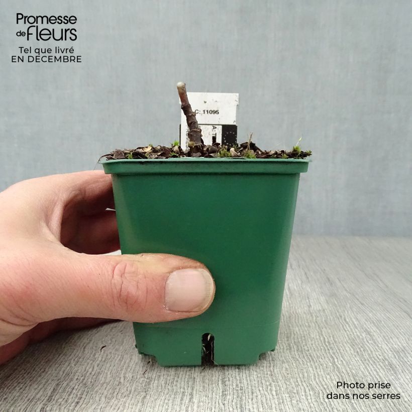 Example of Tricyrtis hirta - Paddenlelie Kweekpotje van 8/9 cm as you get in hiver