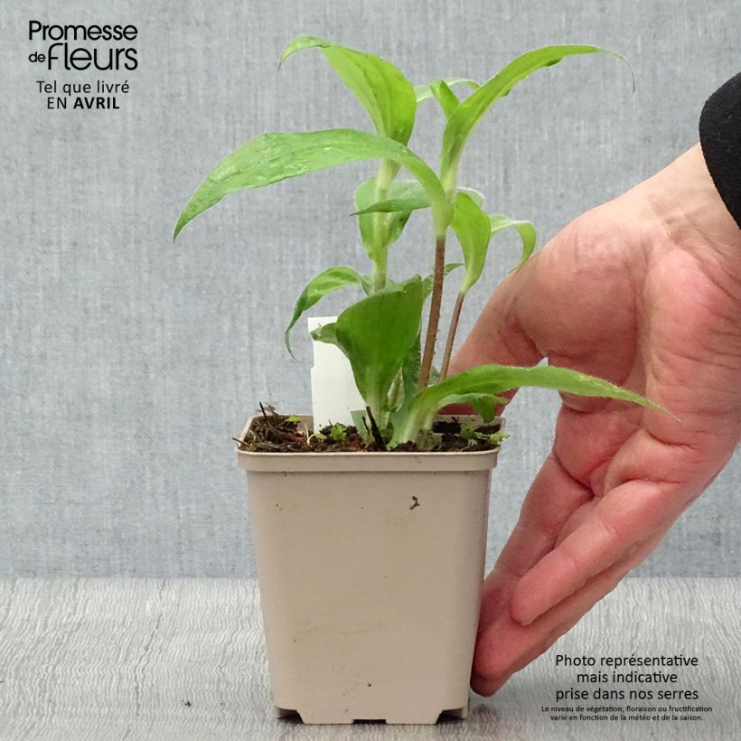 Exemplaar van Tricyrtis hirta - Paddenlelie Kweekpotje van 8/9 cm zoals geleverd in de lente