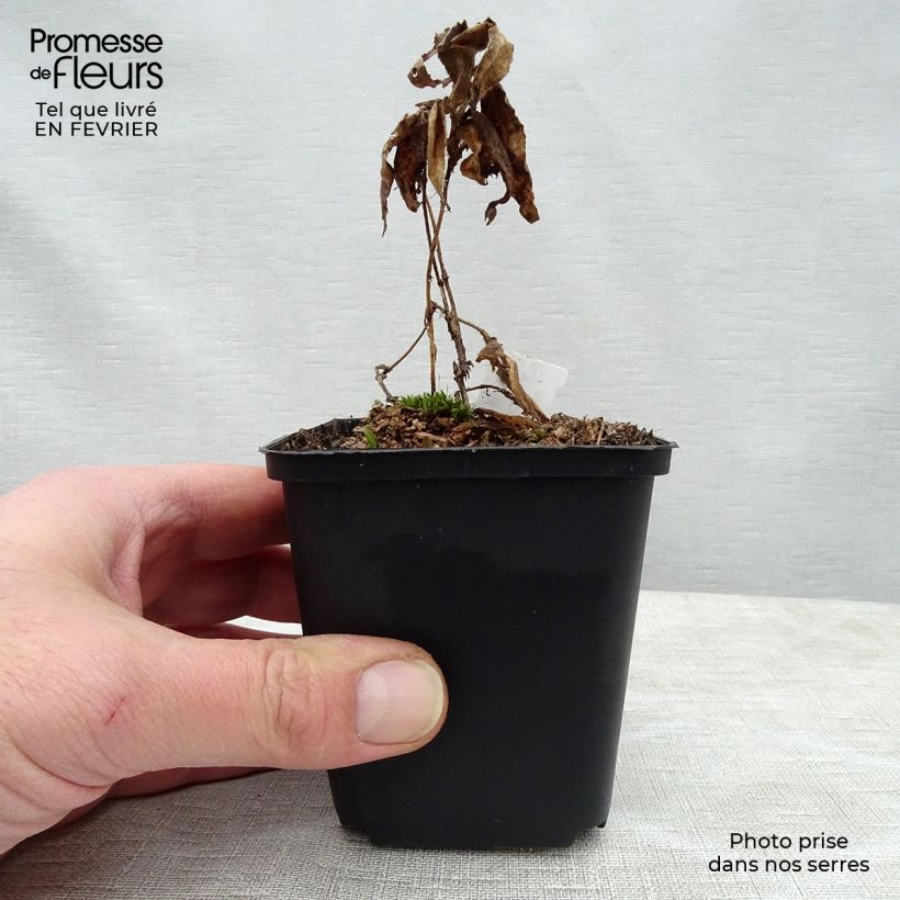 Example of Tricyrtis hirta Miyazaki - Paddenlelie Kweekpotje van 8/9 cm as you get in hiver