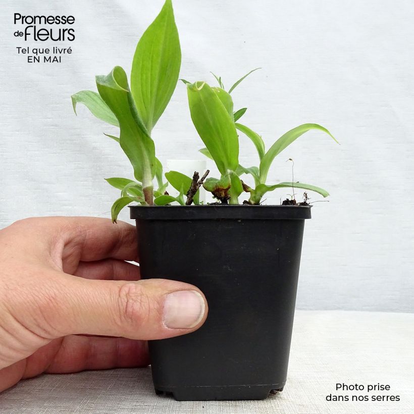 Exemplaar van Tricyrtis hirta Miyazaki - Paddenlelie Kweekpotje van 8/9 cm zoals geleverd in de lente