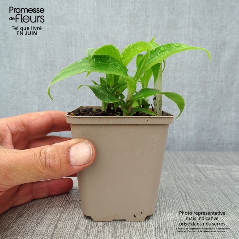 Exemplaar van Tricyrtis hirta Miyazaki - Paddenlelie Kweekpotje van 8/9 cm zoals geleverd in de zomer