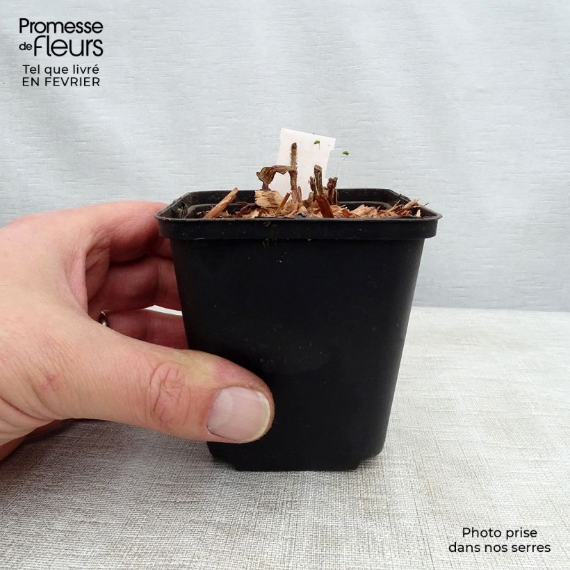 Exemplaar van Tricyrtis hirta Raspberry Mousse - Paddenlelie Kweekpotje van 8/9 cm zoals geleverd in de winter