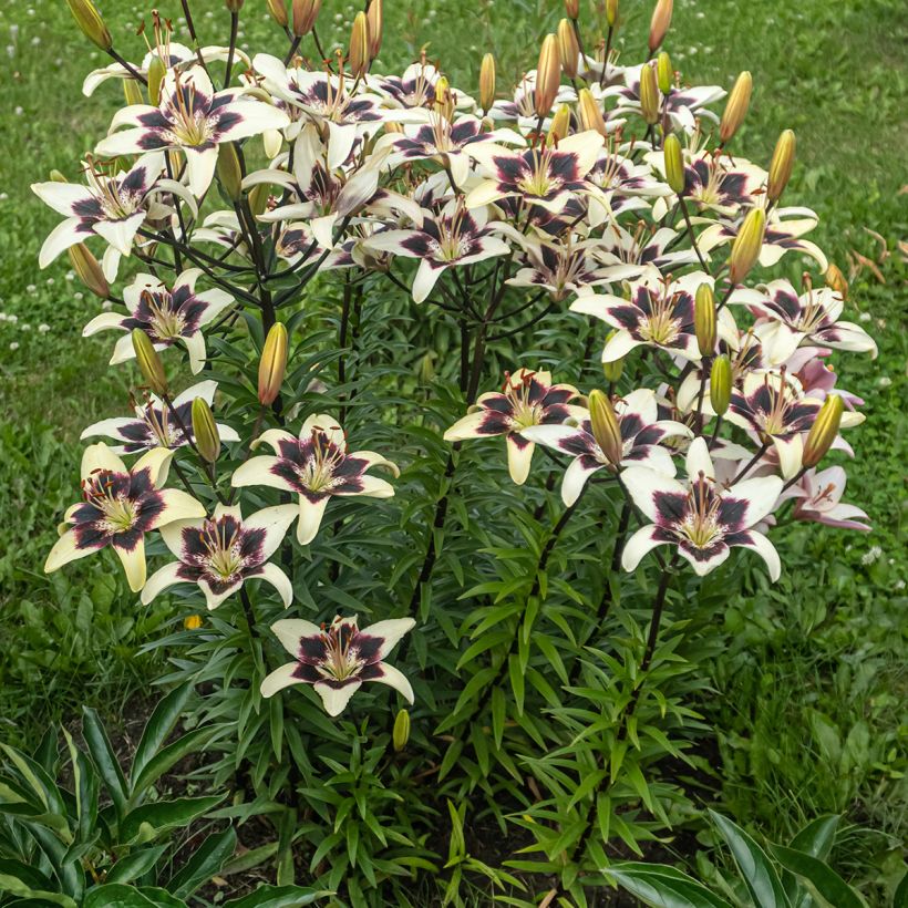 Lilium Nettys Pride - Aziatische Lelie (Plant habit)