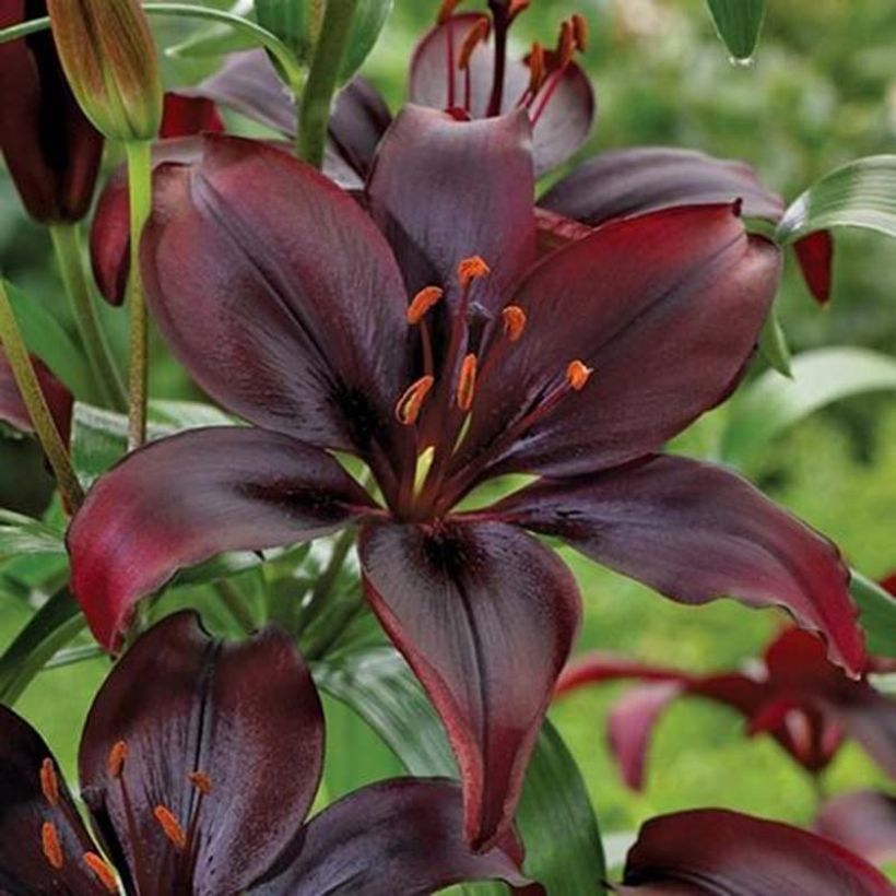Lilium asiatique Mapira - Aziatische lelie (Flowering)