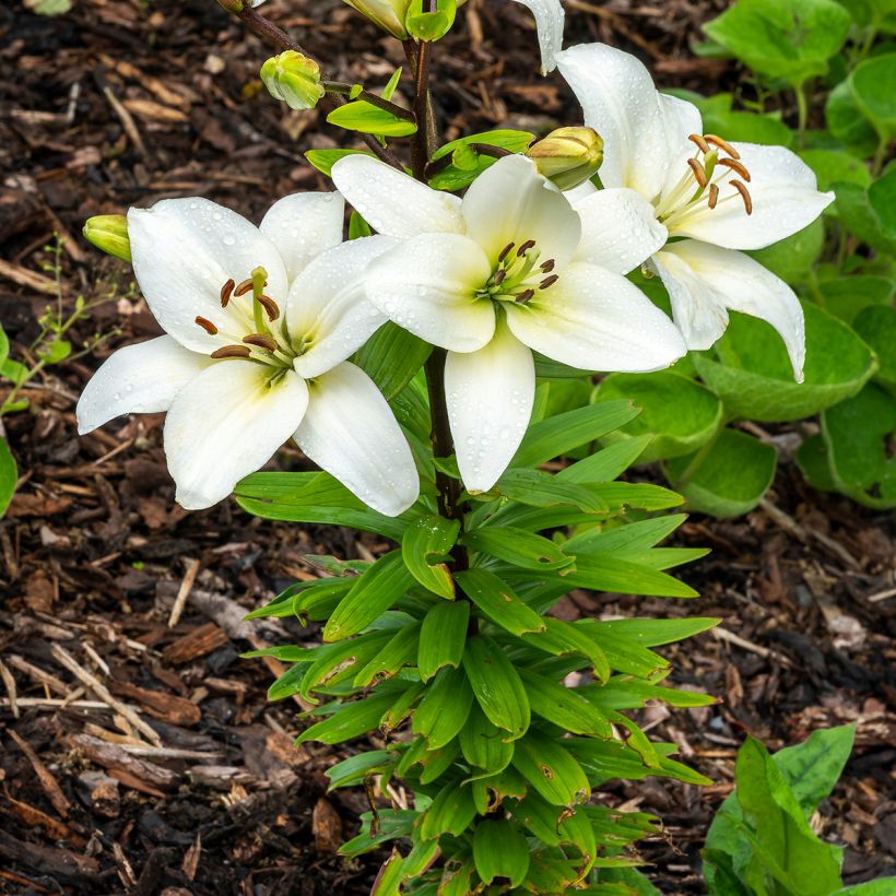 Lilium Navona - Aziatische lelie (Groeiplaats)