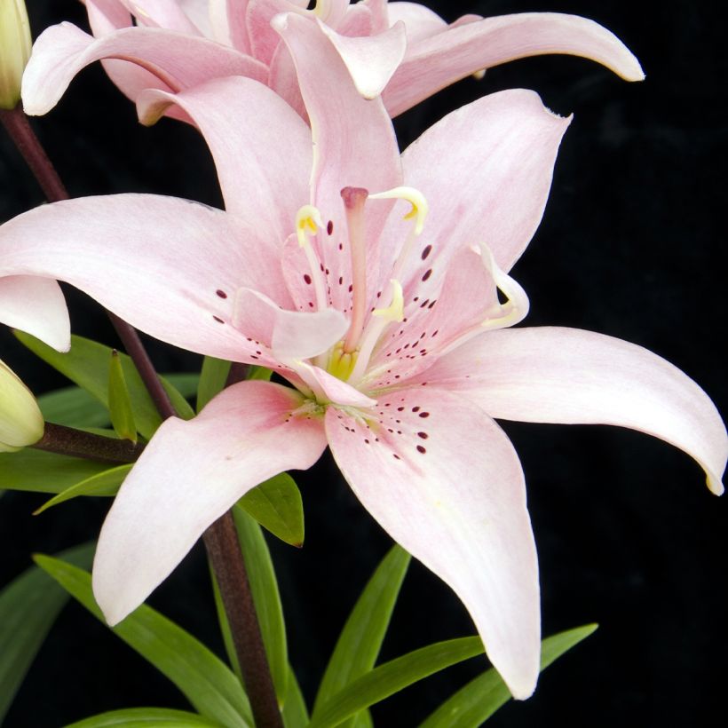 Lilium Elodie - Oriëntaalse lelie (Flowering)