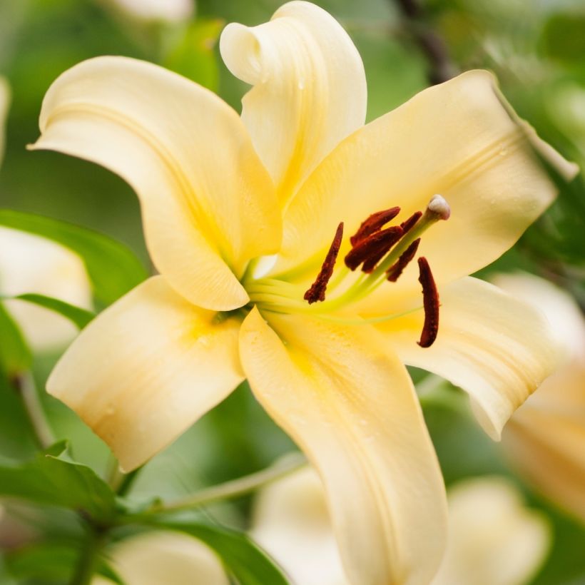 Lilium Honeymoon - Oriëntaalse lelie (Bloei)