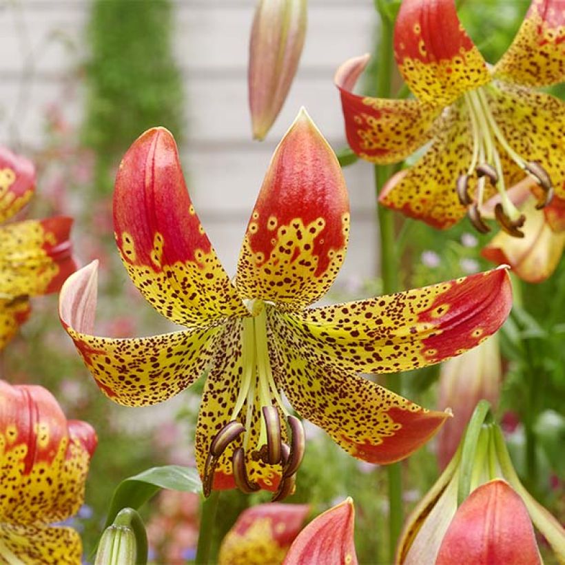 Lilium Fusion - Trompetlelie (Flowering)