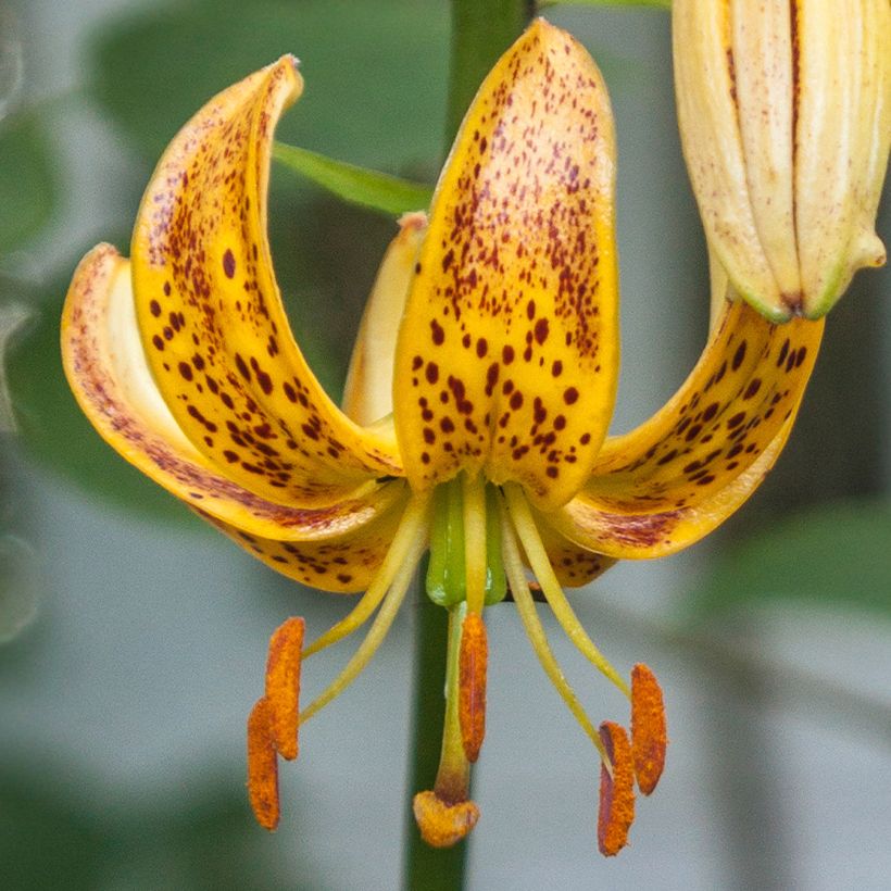 Lilium martagon Peppard Gold - Turkse lelie (Bloei)