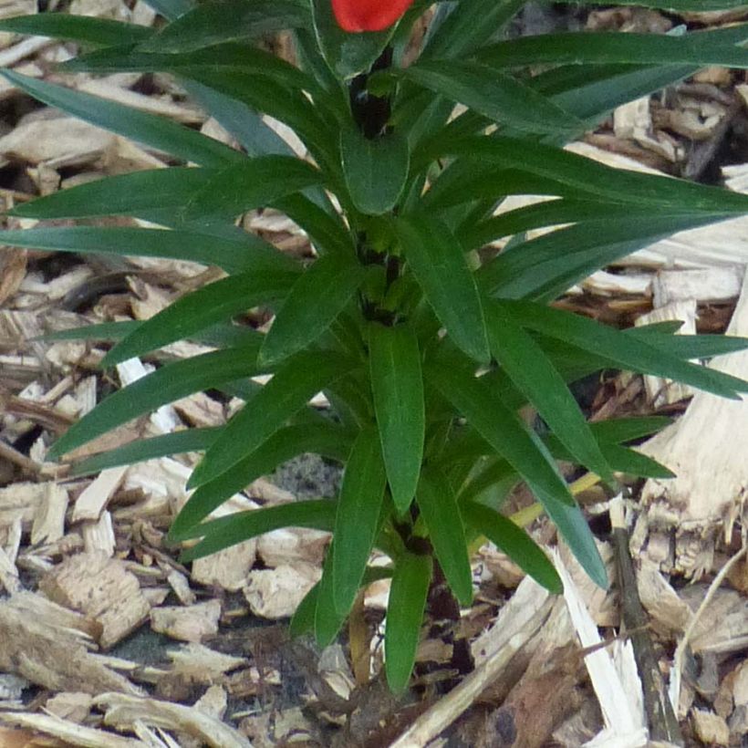 Lilium Crimson Pixie - Aziatische Lelie (Blad)