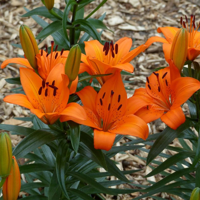 Lilium - Orange Pixie - Aziatische Lelie (Flowering)