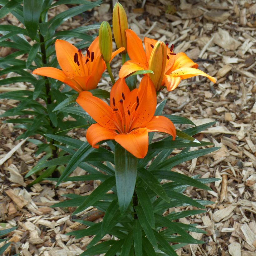 Lilium - Orange Pixie - Aziatische Lelie (Plant habit)