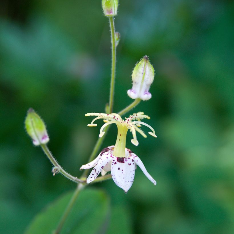 Tricyrtis macropoda - Paddenlelie (Bloei)