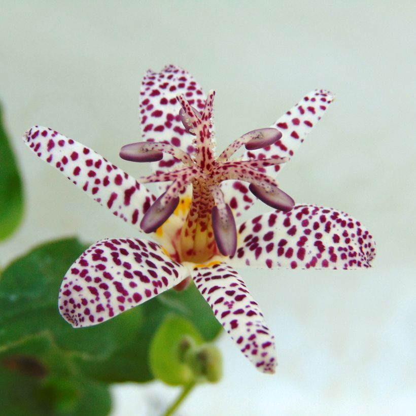 Tricyrtis formosana - Paddenlelie (Flowering)