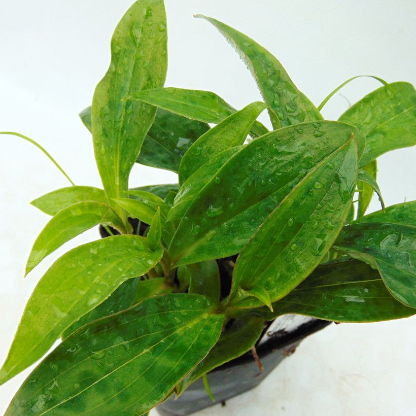 Tricyrtis hirta Taiwan Abdane - Paddenlelie (Foliage)