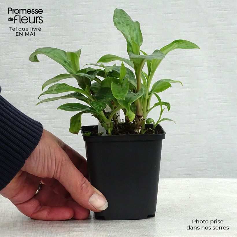 Exemplaar van Tricyrtis hirta Taiwan Abdane - Paddenlelie Kweekpotje van 8/9 cm zoals geleverd in de lente