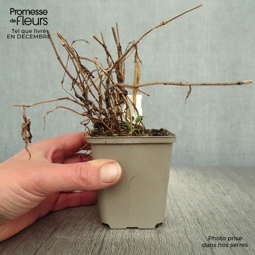 Example of Tricyrtis hirta Taiwan Abdane - Paddenlelie Kweekpotje van 8/9 cm as you get in hiver