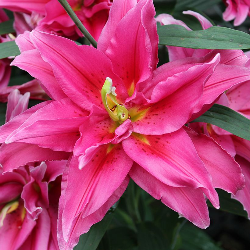 Lilium Roselily Elena - Oriëntaalse lelie (Bloei)
