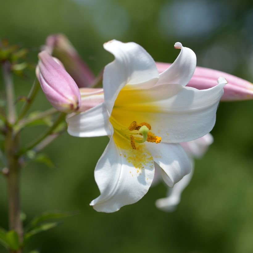 Lilium regale - Koningslelie (Flowering)
