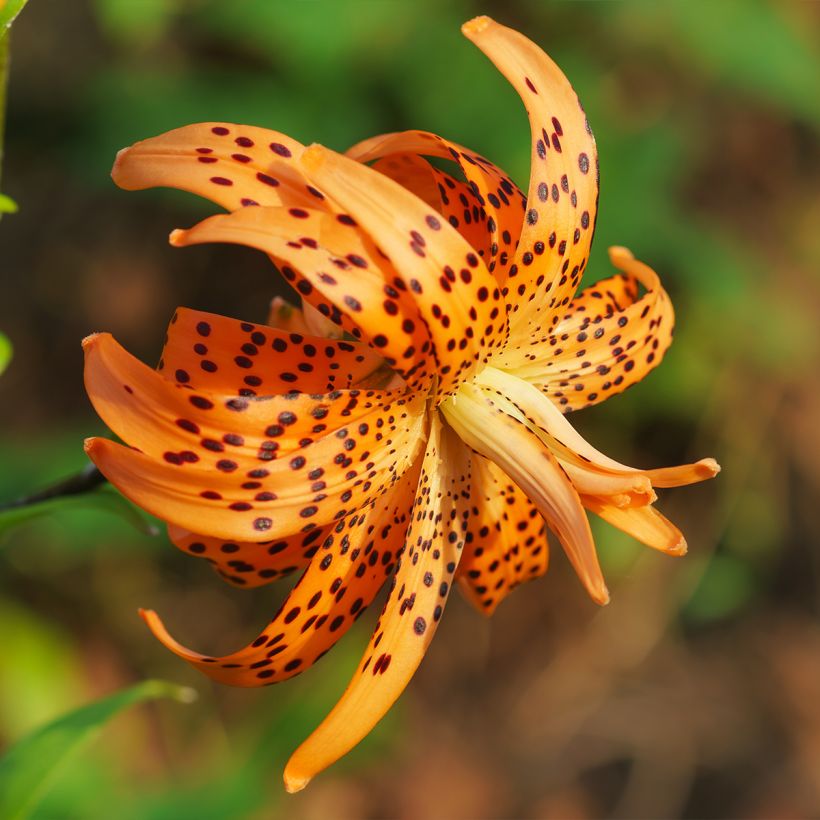 Lilium lancifolium Flore Pleno - Tijgerlelie (Bloei)