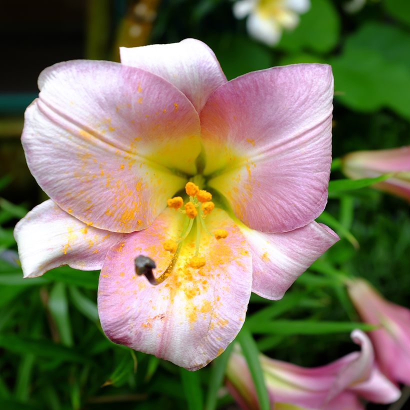 Lilium Pink Perfection - Aziatische Lelie (Flowering)