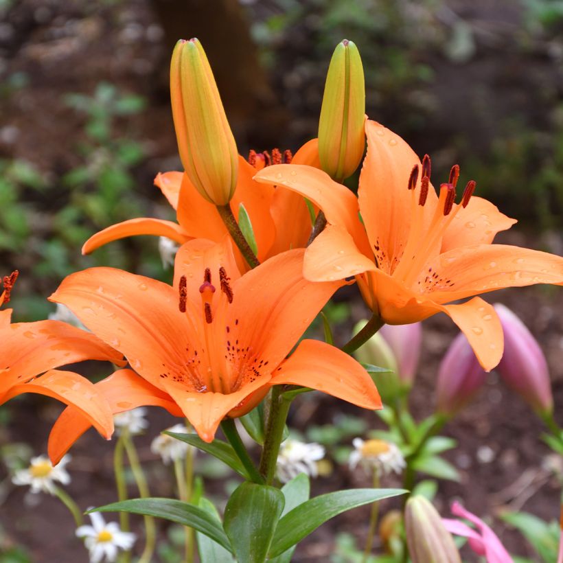 Lilium Tresor - Aziatische Lelie (Bloei)