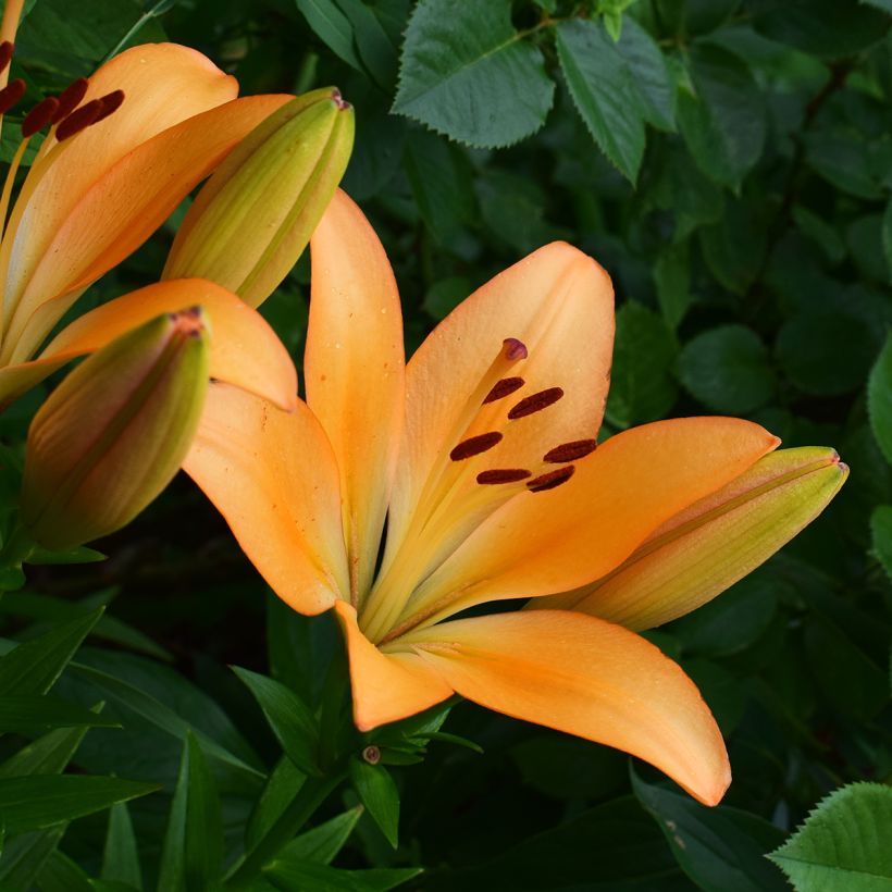 Lilium Menton - Trompetlelie (Bloei)