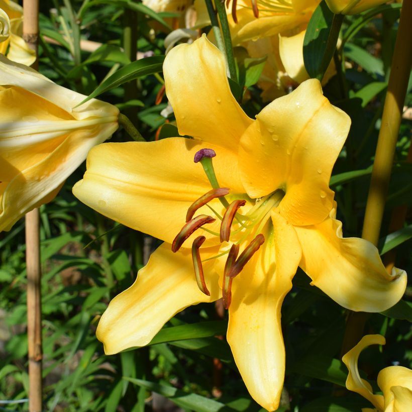 Lilium oriental Corcovado - Oriëntaalse lelie (Bloei)