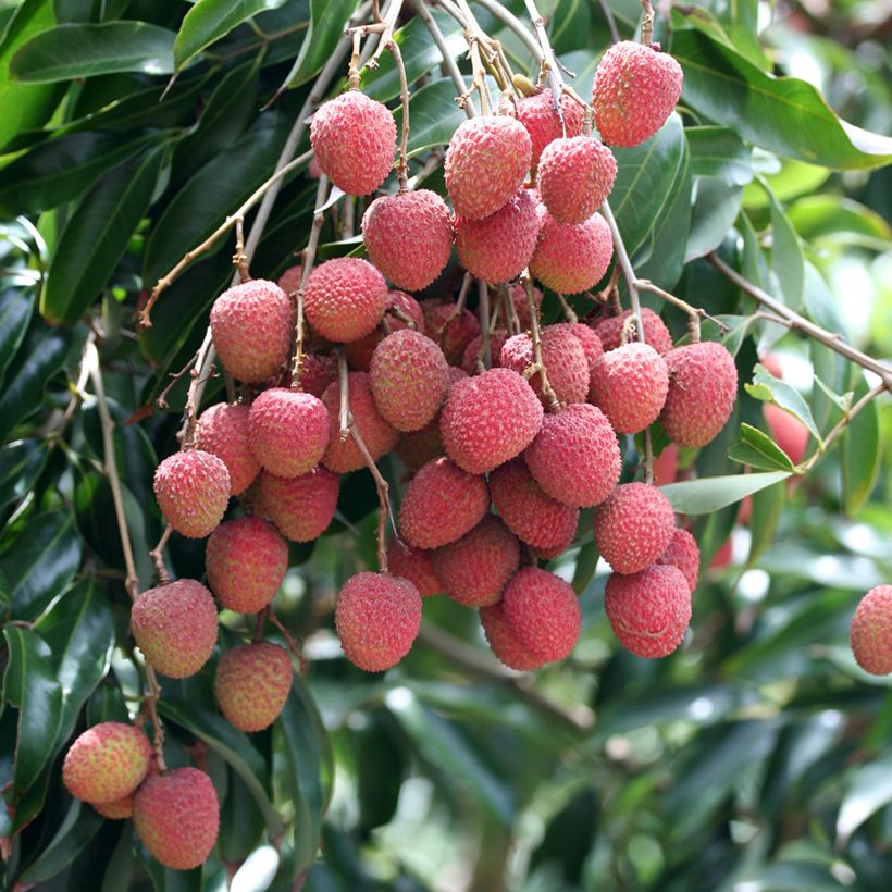 Lychee Kwai May Pink - Litchi chinensis (Oogst)
