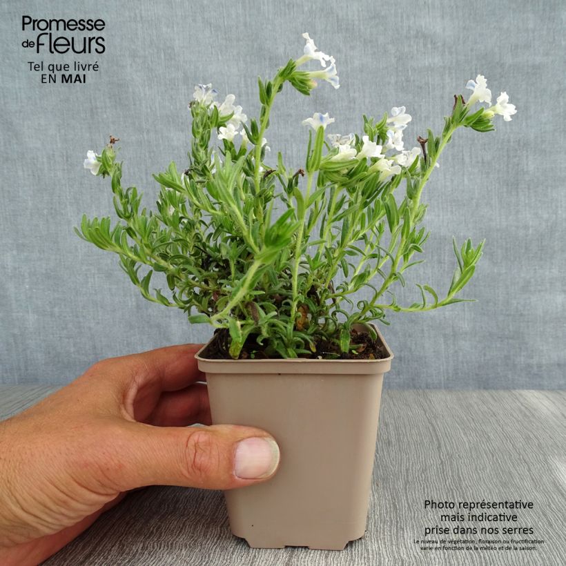 Exemplaar van Lithodora diffusa Cambridge Blue - Steenzaad Kweekpotje van 8/9 cm zoals geleverd in de lente