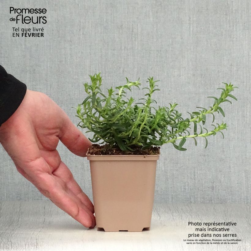 Example of Lithodora diffusa Heavenly Blue - Steenzaad Kweekpotje van 8/9 cm as you get in hiver