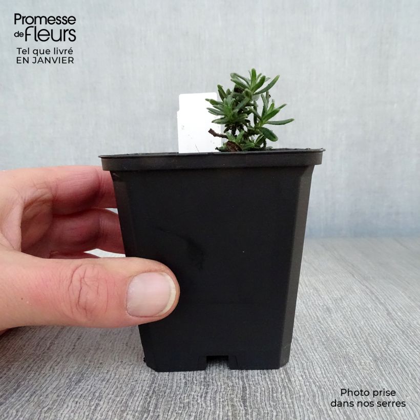 Example of Lithodora diffusa Star - Steenzaad Kweekpotje van 8/9 cm as you get in hiver