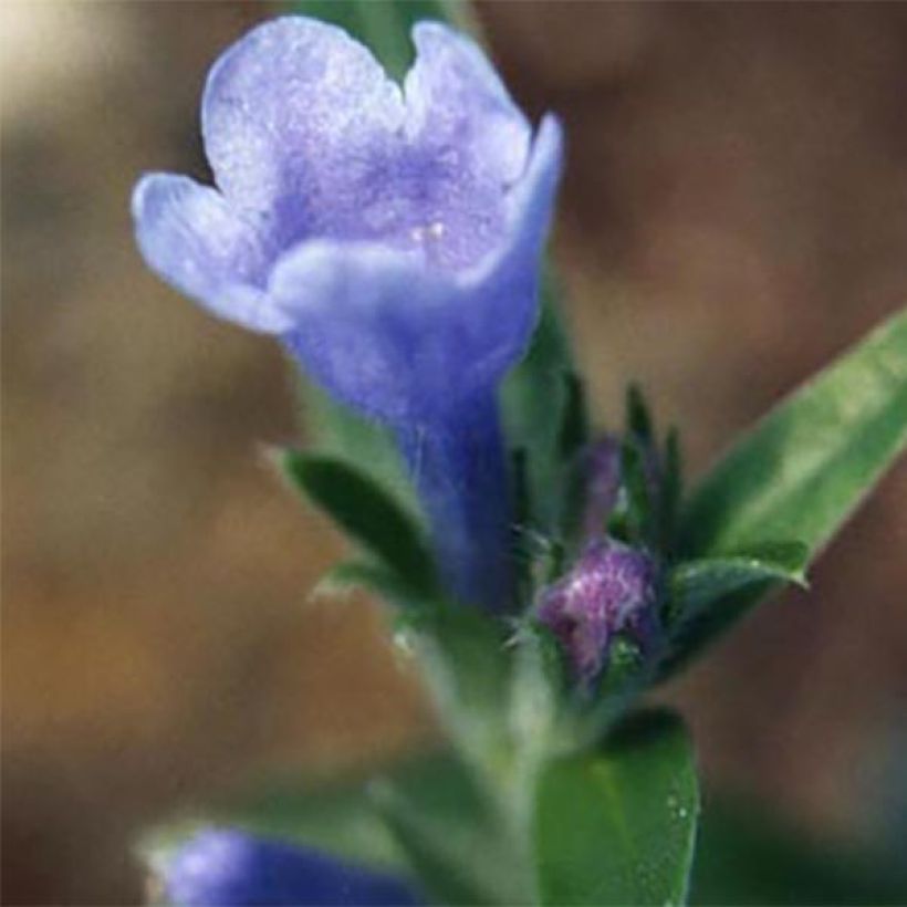 Lithodora oleifolia - Steenzaad (Flowering)